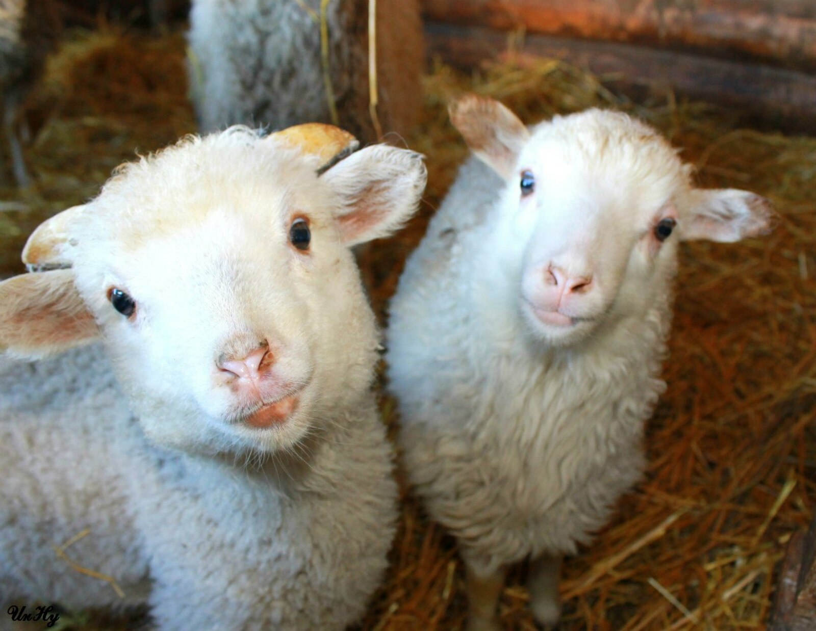 Шиғри күстәнәс