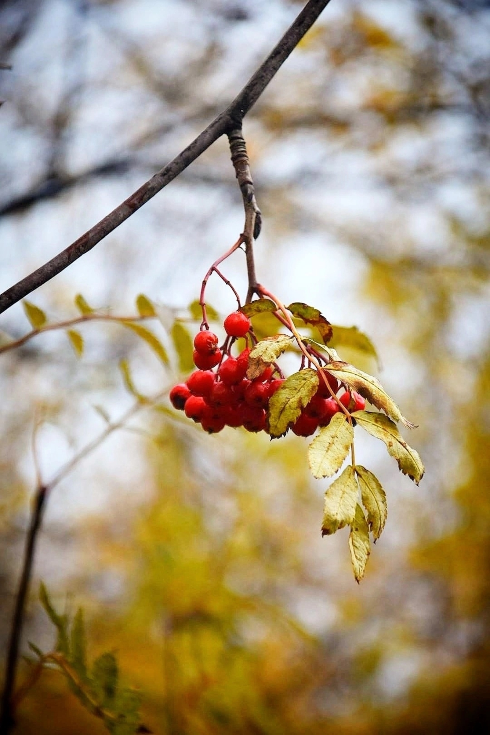 КӨҘГӨ УРМАН