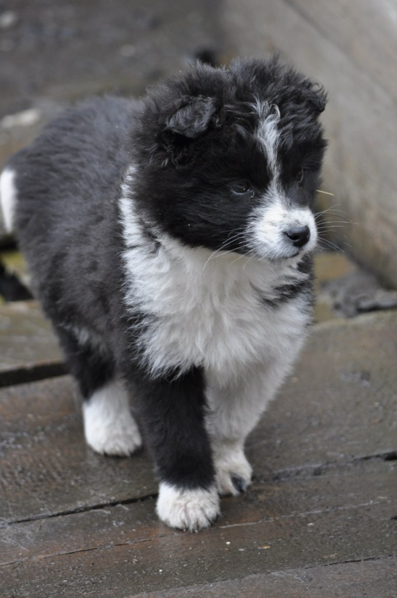 КӨСӨК БҮЛӘК ИТЕГЕҘ